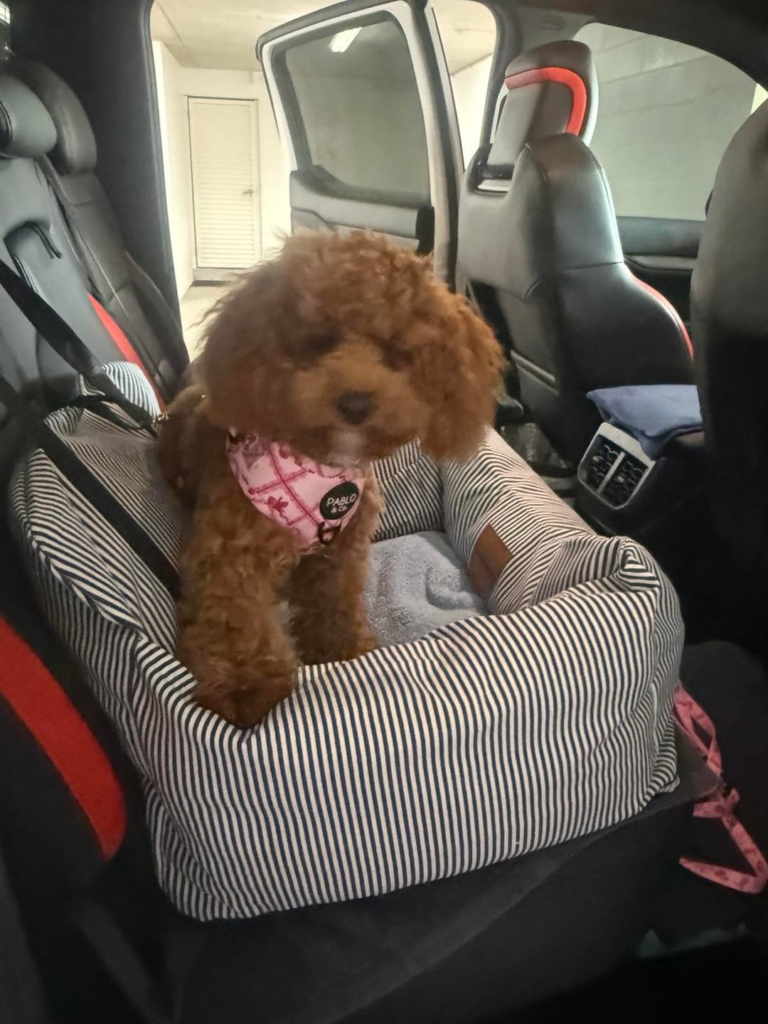 Customer photo review of Dog Car Seat Calming Bed