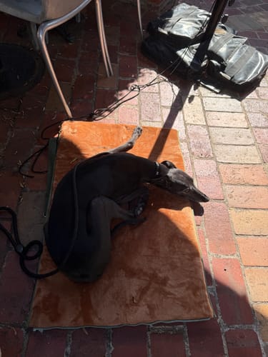 Customer photo review of 3 in 1 Transformable Pet Living Mat