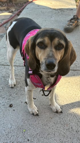 Customer's coonhound/beagle standing outside while wearing the pink 4MBH Harness.