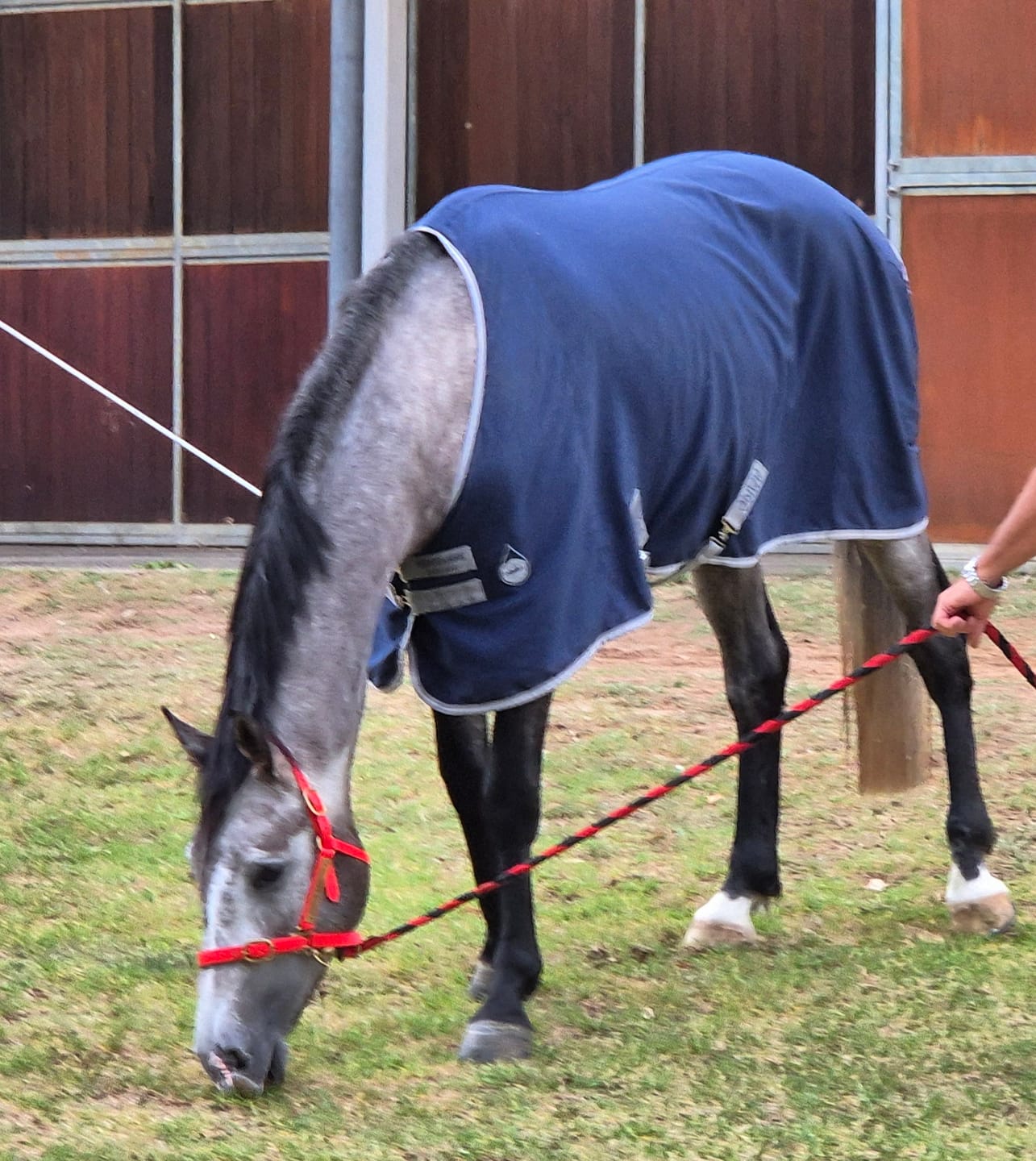 Customer photo review of Amigo Stable Sheet