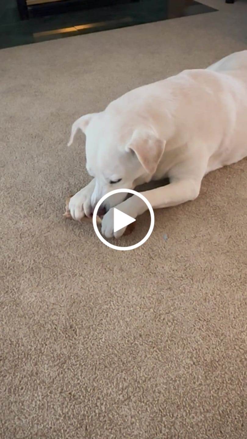 Customer video review of Hickory Smoked Bully Sticks
