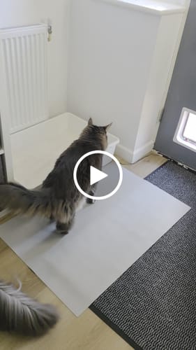 Customer video review of 3 Month Supply - 2 Cats