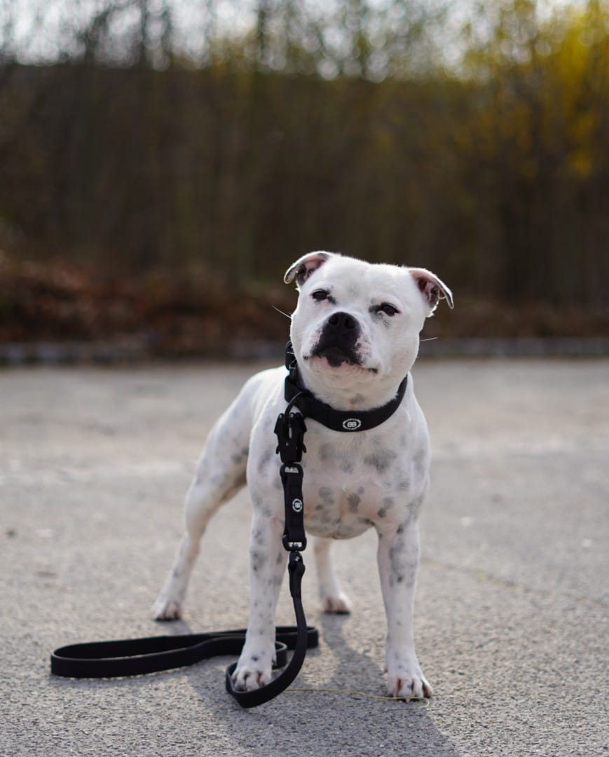 Customer photo review of 1.4m Billowthane® Swivel Lead | Waterproof - Matte Black