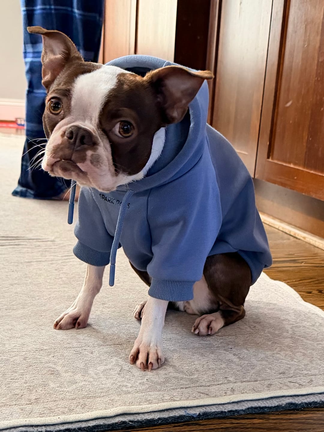Customer photo review of Essential Dog Hoodie - Slate Blue