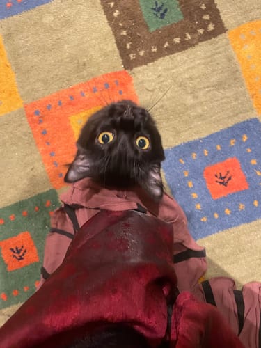 Customer photo review of Zhezhi Mei 折枝梅 Broken Plum Blossom Ming Dynasty Changshan Standing Collar Shirt