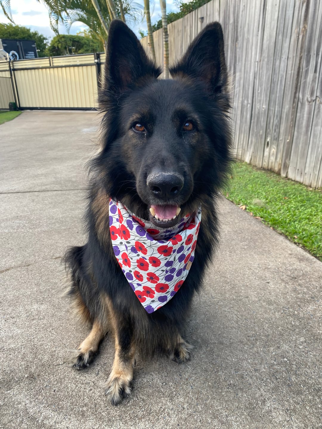 Customer photo review of ANZAC Dog Bandana - Organic Cotton *NEW*