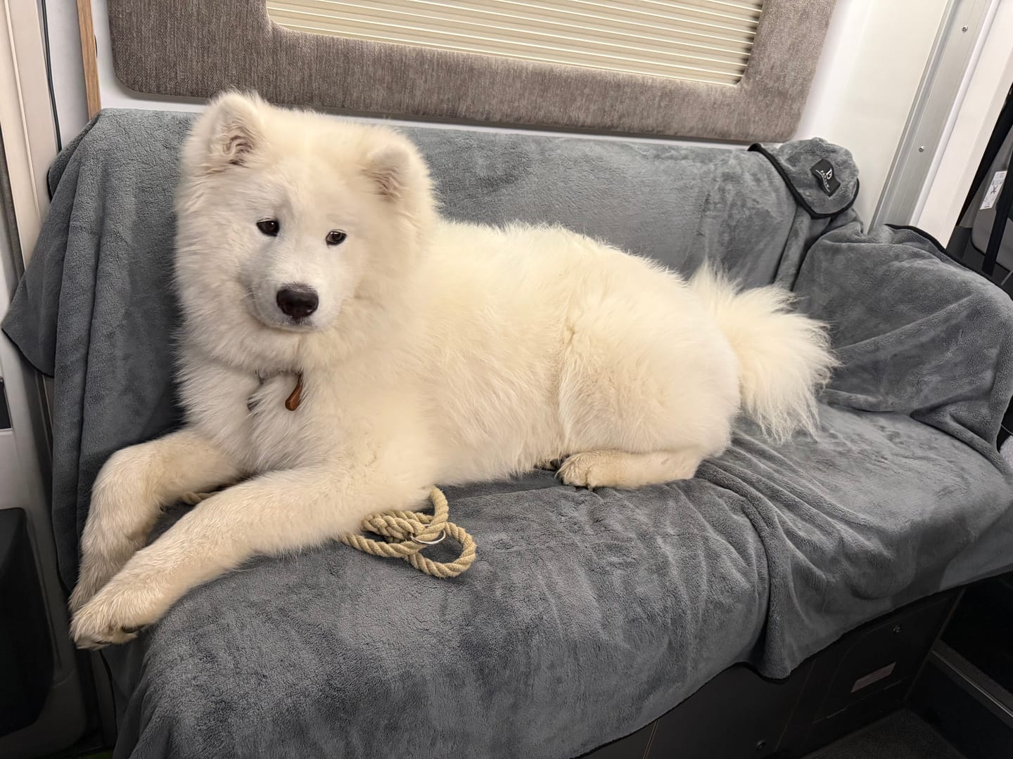 Customer photo review of Luxury Throw & Dog Blanket
