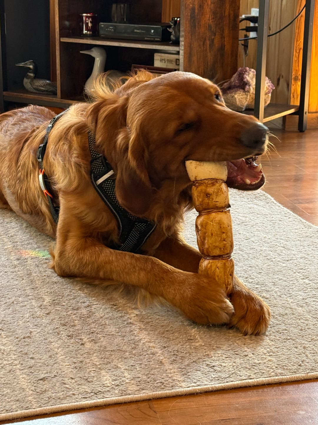 Customer photo review of 10-12 Inch Peanut Butter Cheek Roll