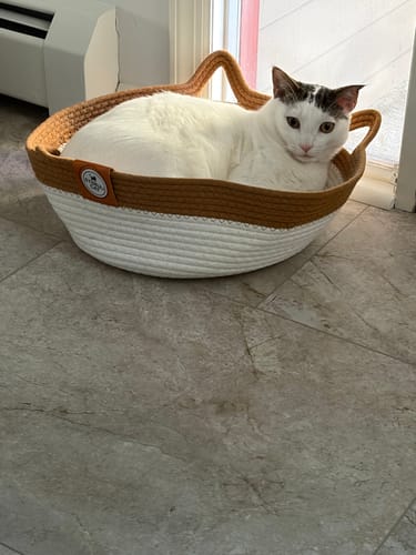Customer photo review of Instinct Basket | Handwoven & Chemical-Free Cat Territory