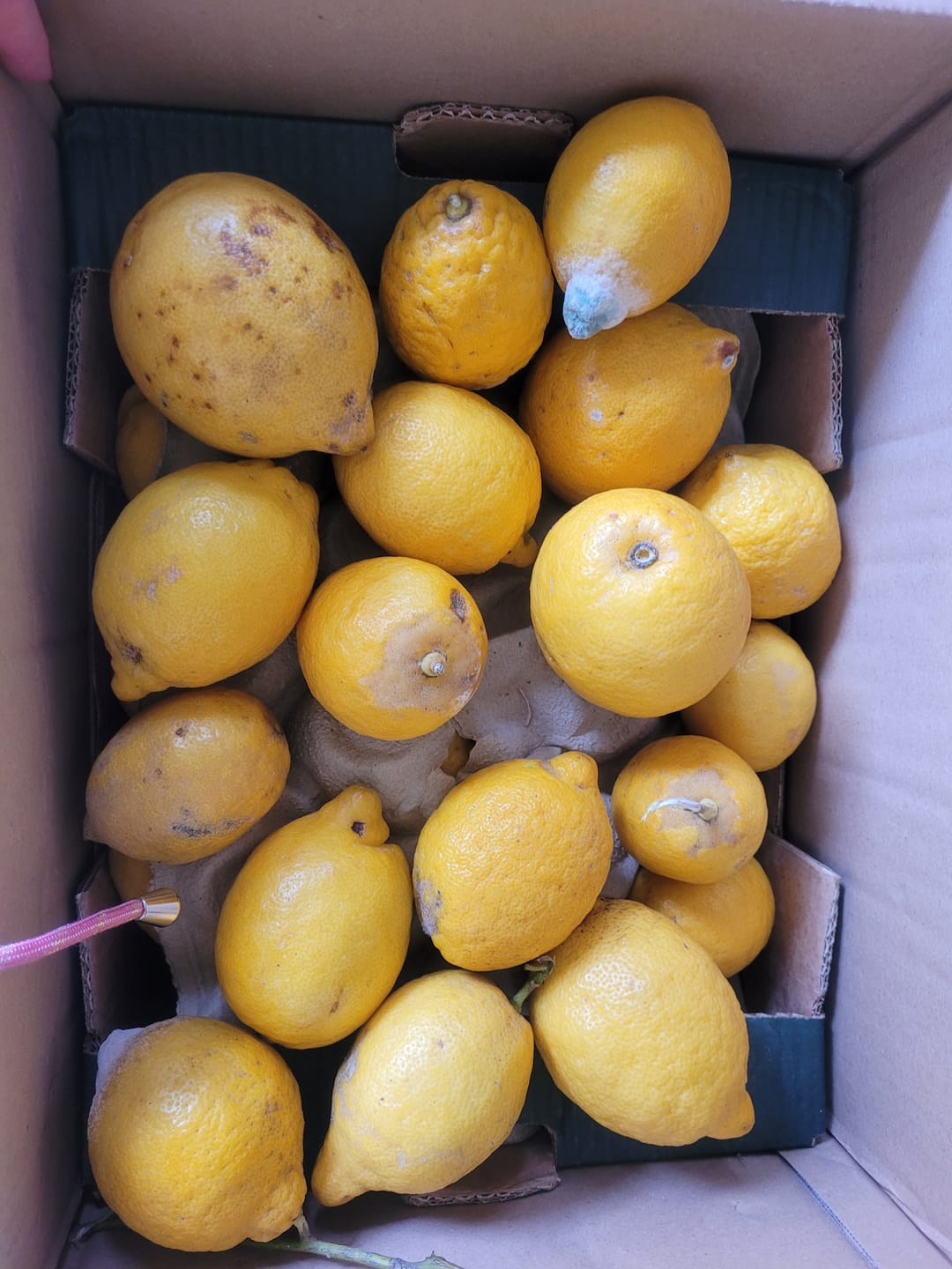 Customer photo review of Zitronen Bio Familie Bilardi Kalabrien 4kg Box Sparpreis %