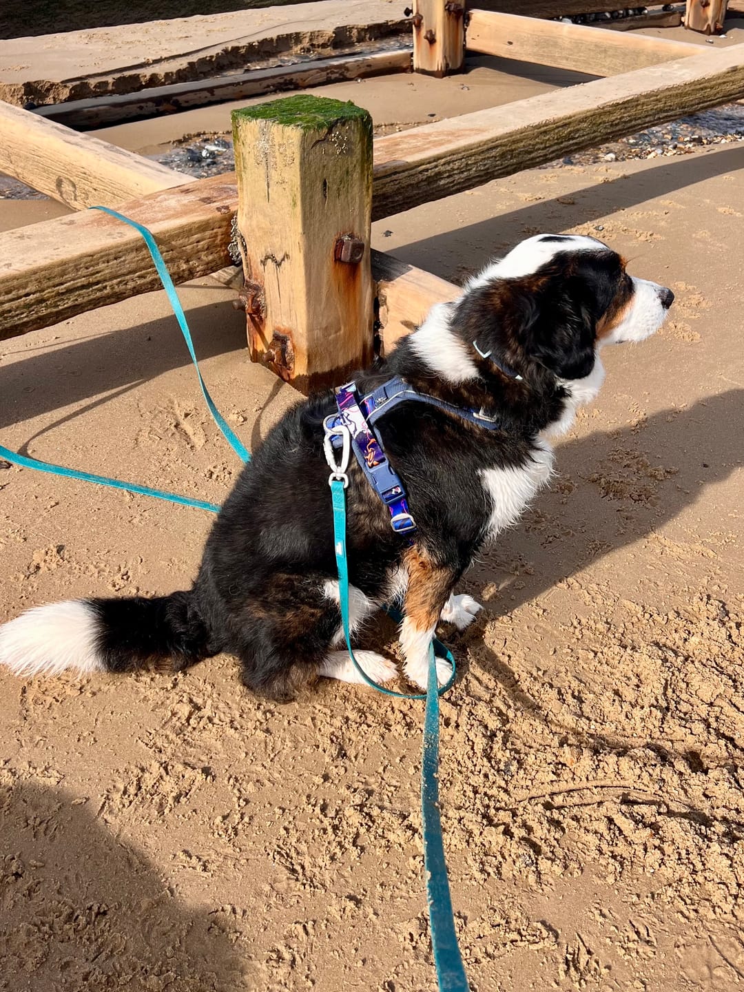 Customer photo review of Apex® Harness
