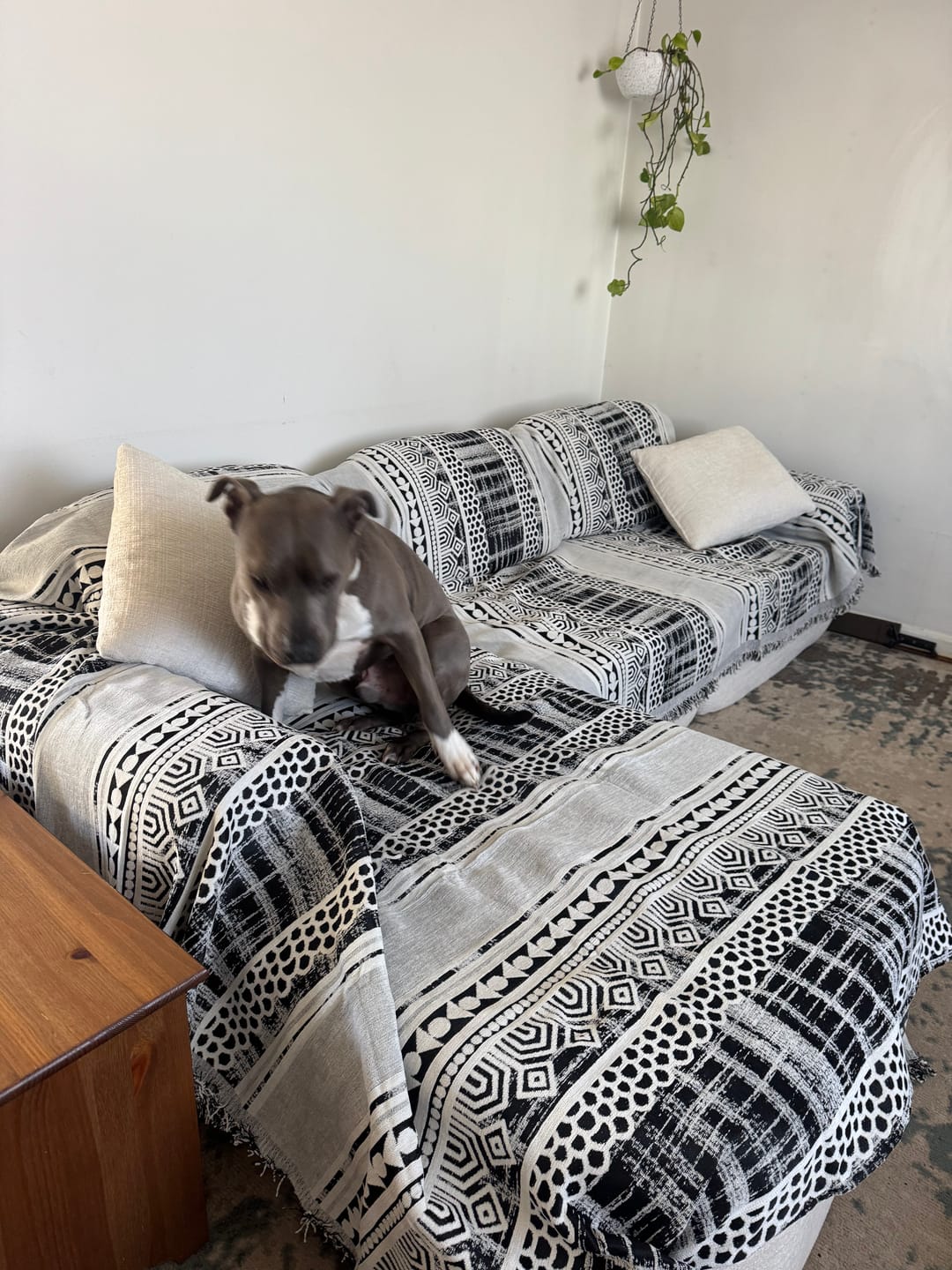 Customer photo review of Pet Couch Cover - Modern Mosaic Black
