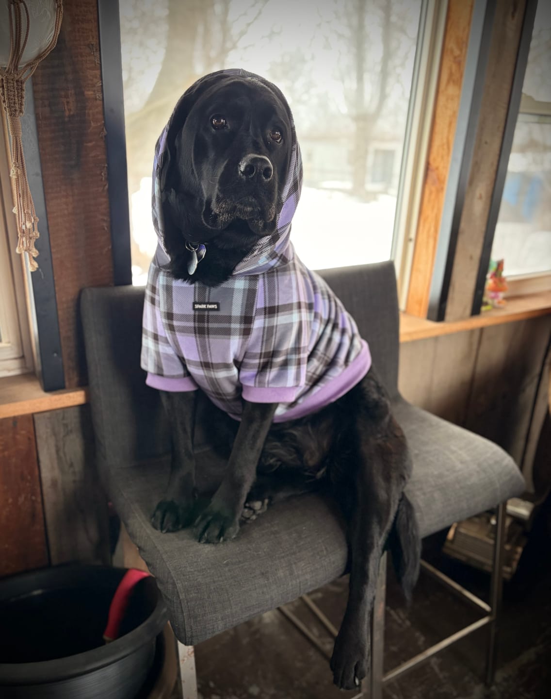Customer photo review of Purple Plaid Dog Hoodie