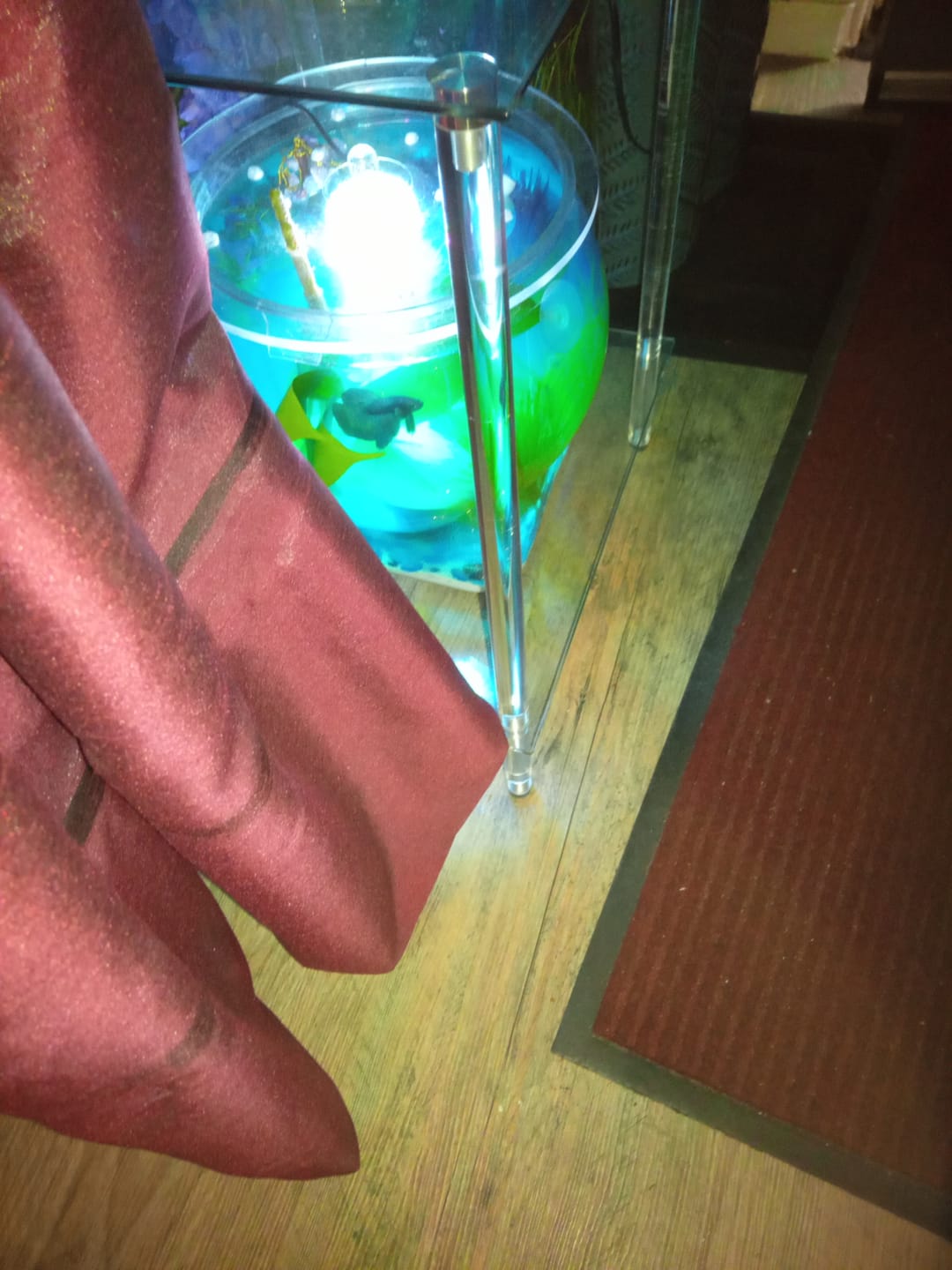 Customer photo review of Super Blue Halfmoon Male Betta Fish