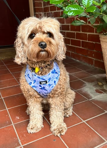 Customer photo review of Adjustable Dog Harness - Two For Joy
