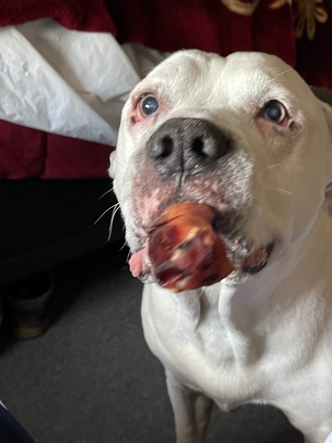 Customer photo review of Beef Gullet Jerky Sticks 6"