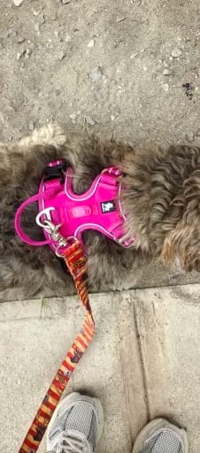Customer photo review of TruePet Anti-Zug Hundegeschirr | Reflektierend für Nachtsicherheit | Gepolstertes Mesh mit Frontring