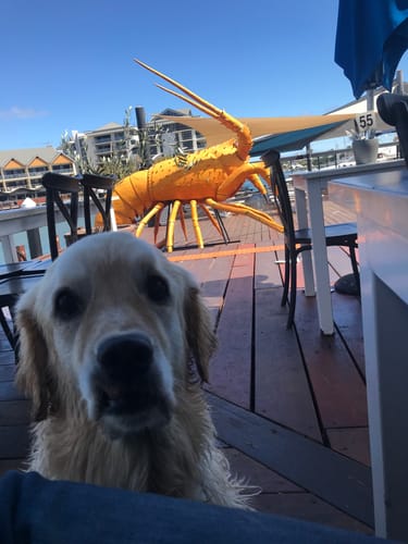 Customer photo review of Bully Chews (Beef skin)