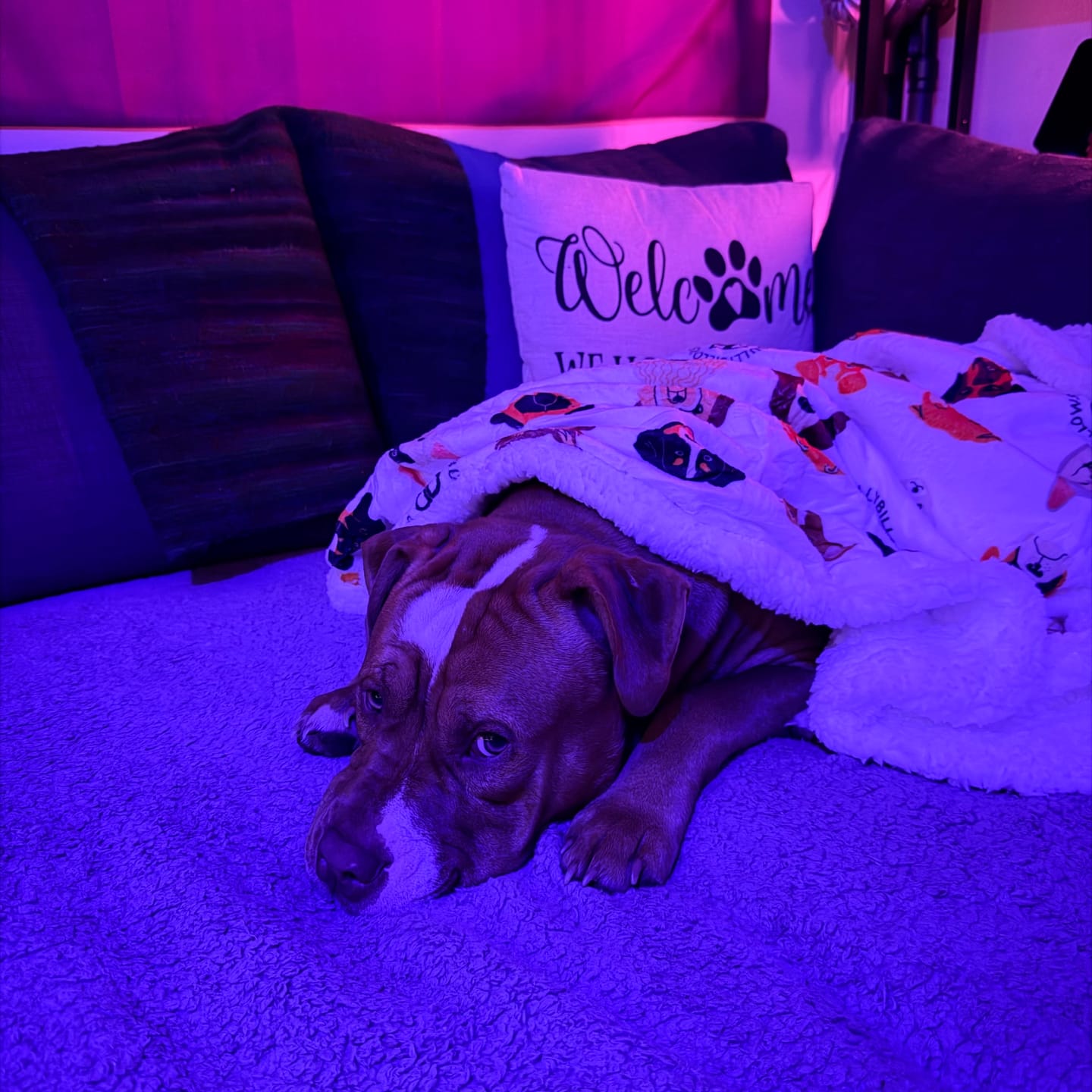 Customer photo review of White Edition | Luxury Human & Dog Blanket