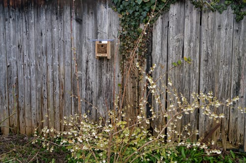 Customer photo review of Mauerbienenkokons - Rostrote Mauerbiene