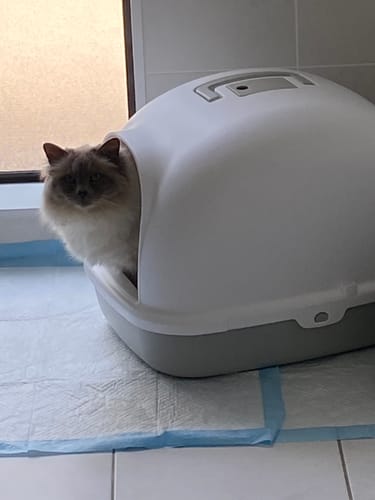 Customer photo review of Fit Litter