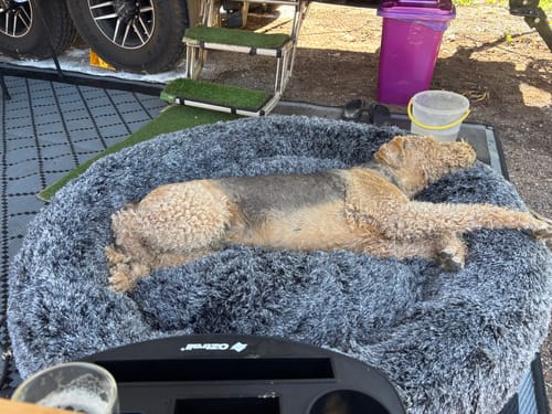 Customer's Airedale dog stretched out comfortably in the plush, charcoal Calming Pet Bed.