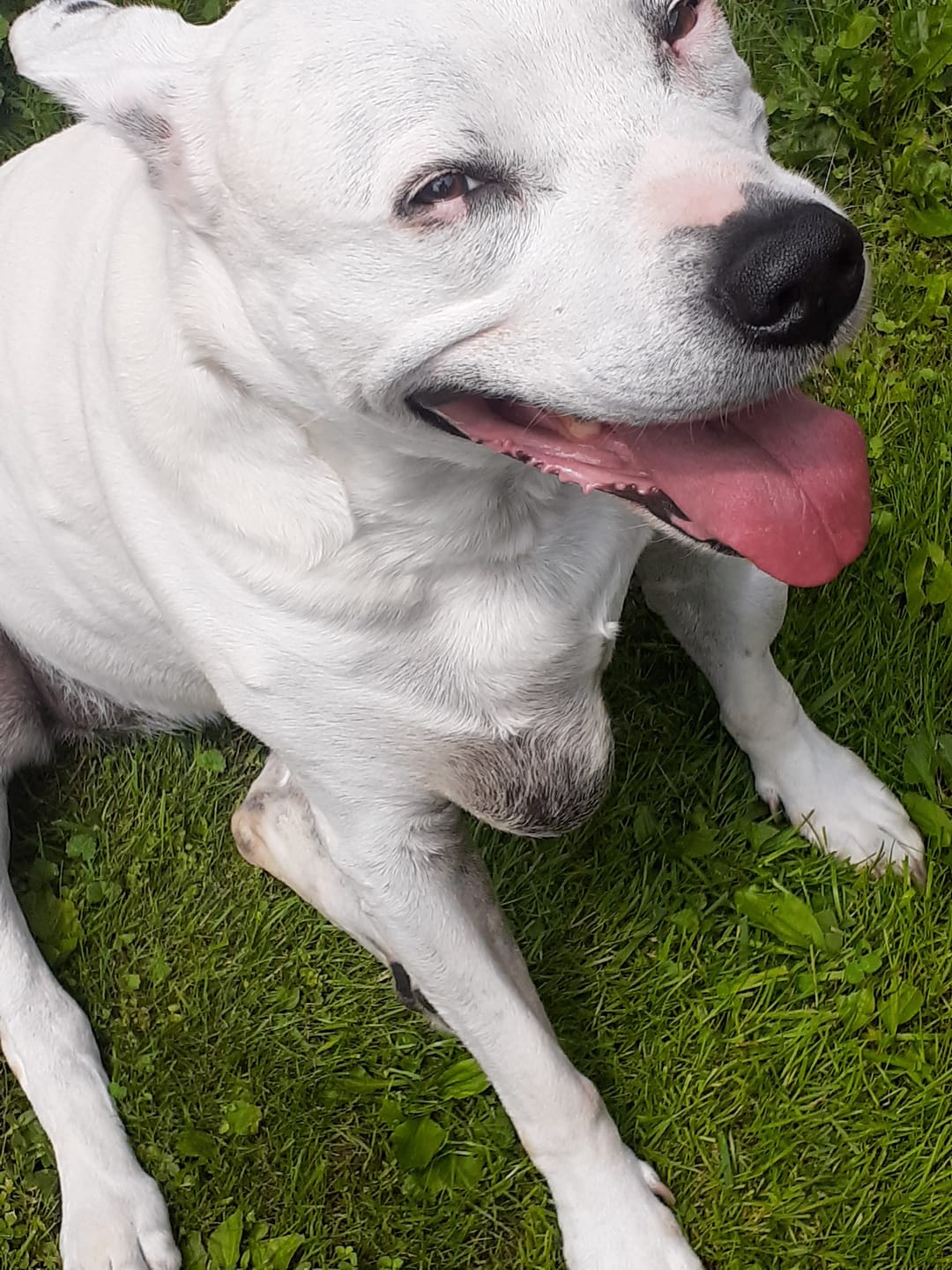 Customer photo review of Dog Kennel Cough & Respiratory Support Remedy