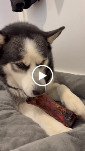 Customer video review of Large Dog Black Friday Bundle (Your 12oz Jerky+2 Large Bones+12" Hick. Bully)