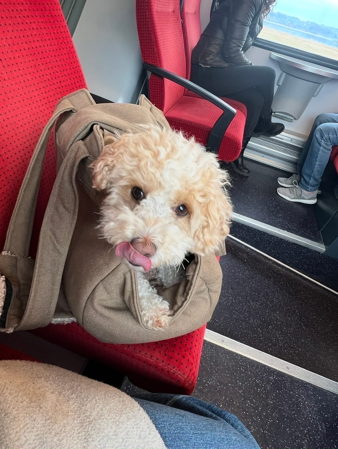 Customer photo review of Lucky Canvas - Luxury Dog Bag