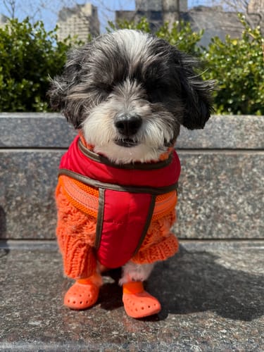 Customer photo review of WagWellies® Mojave