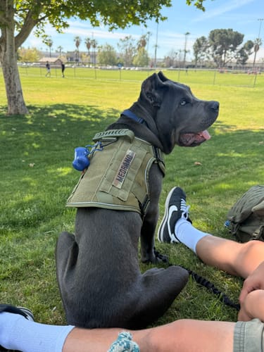 Customer's large dog sitting on grass wearing the green Tactical No-Pull Team K9 Dog Harness.