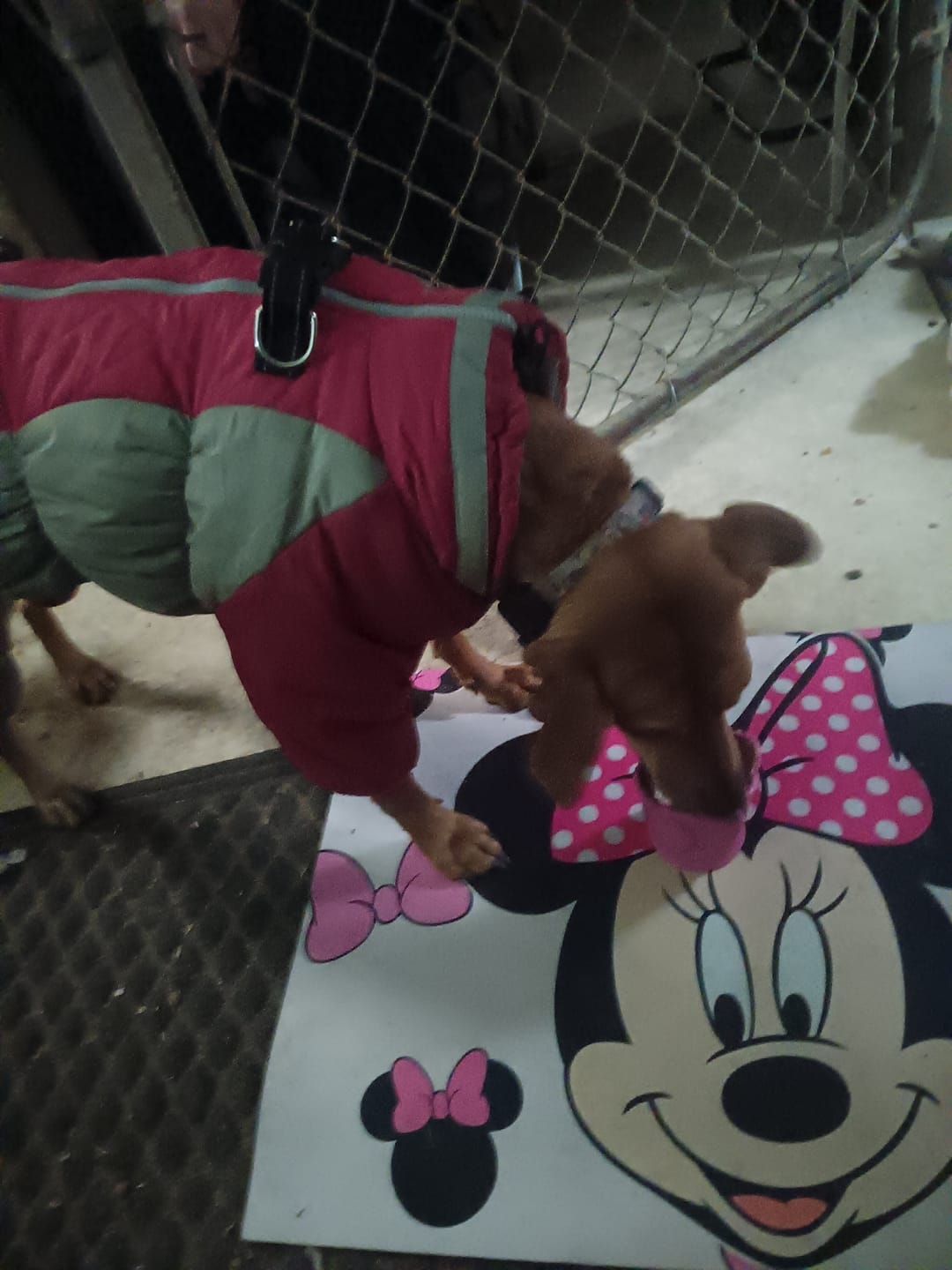 Customer photo review of FreezRose Valentine’s Limited Edition – Frozen Dog Enrichment Toy