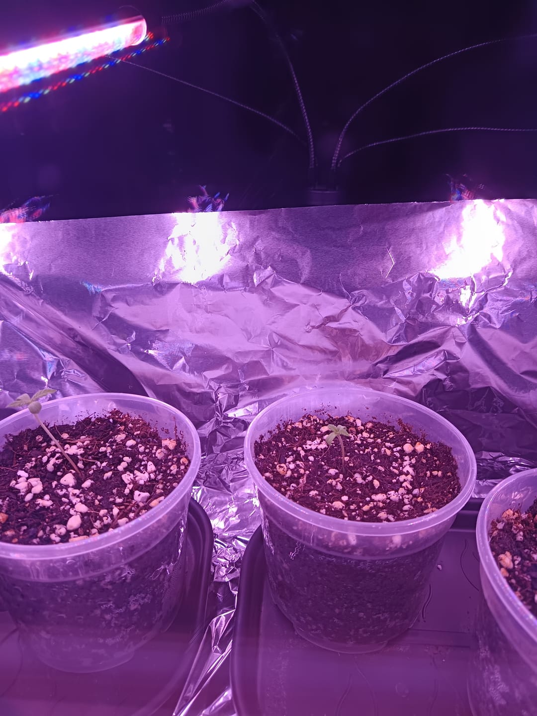 Customer photo review of HPE - Hesi Houseplant Elixir