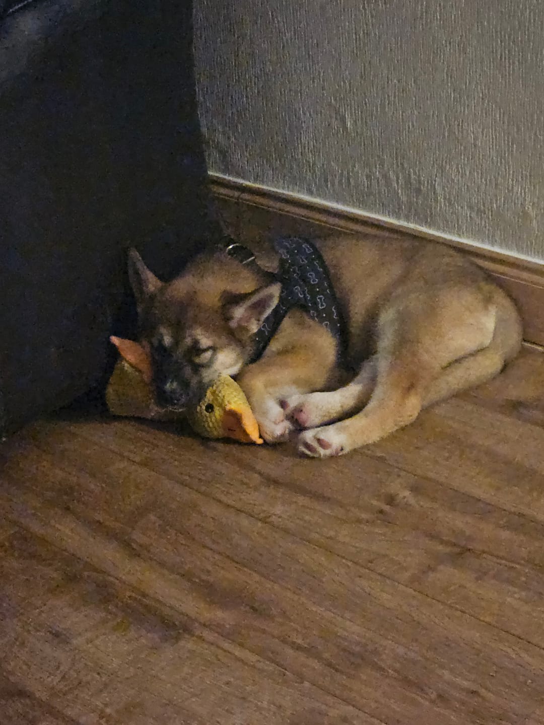 Customer photo review of [BEST SELLER] Calming Duck Dog Toy