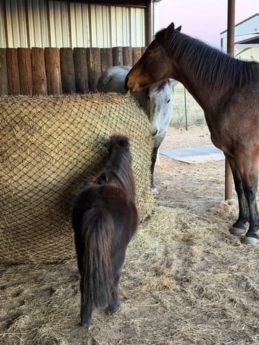 Customer photo review of Hay Chix® Large Bale Net - 5'   "The Goldilocks"