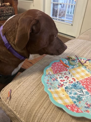 Customer's brown dog wearing the purple PawLax Collar while sitting calmly on a couch.