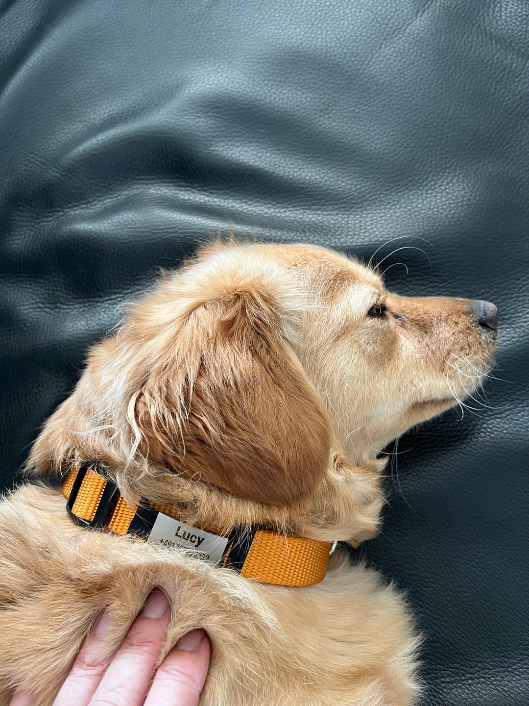 Customer photo review of Klapperfreie Hundemarke Silikonslider mit Edelstahl-Schild für Halsbänder inkl. GRATIS Gravur