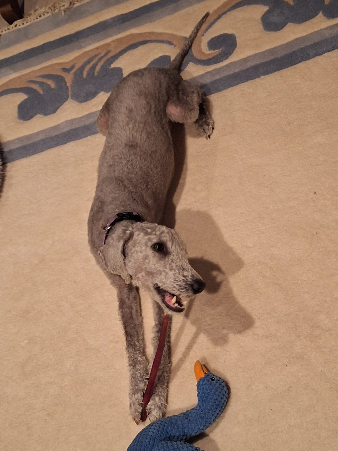 Customer photo review of 12 Inch Standard Bully Stick