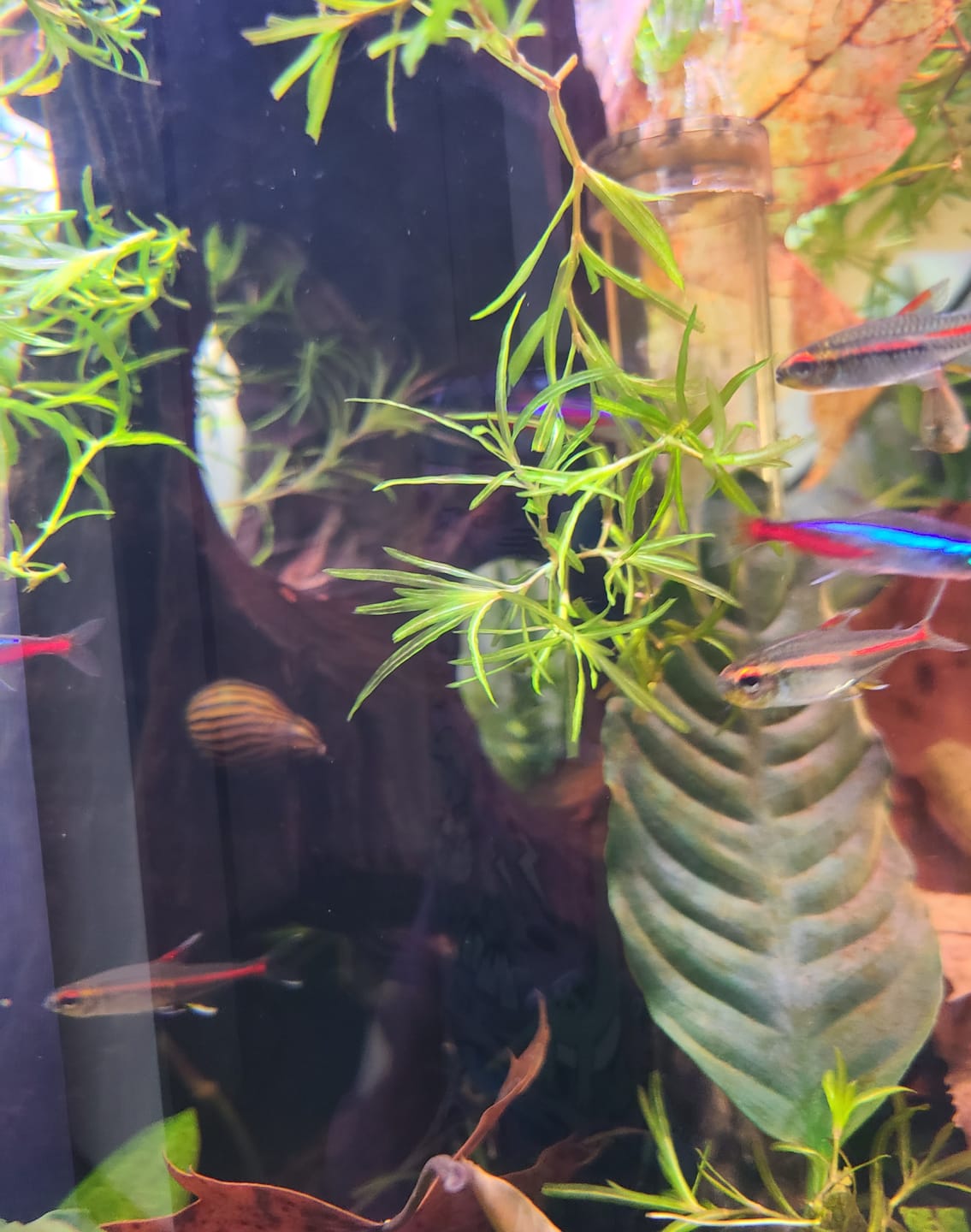Customer photo review of Nerite Variety 3 pack