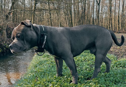 Customer photo review of 5cm Light Up LED Combat® Collar | Handle - Black
