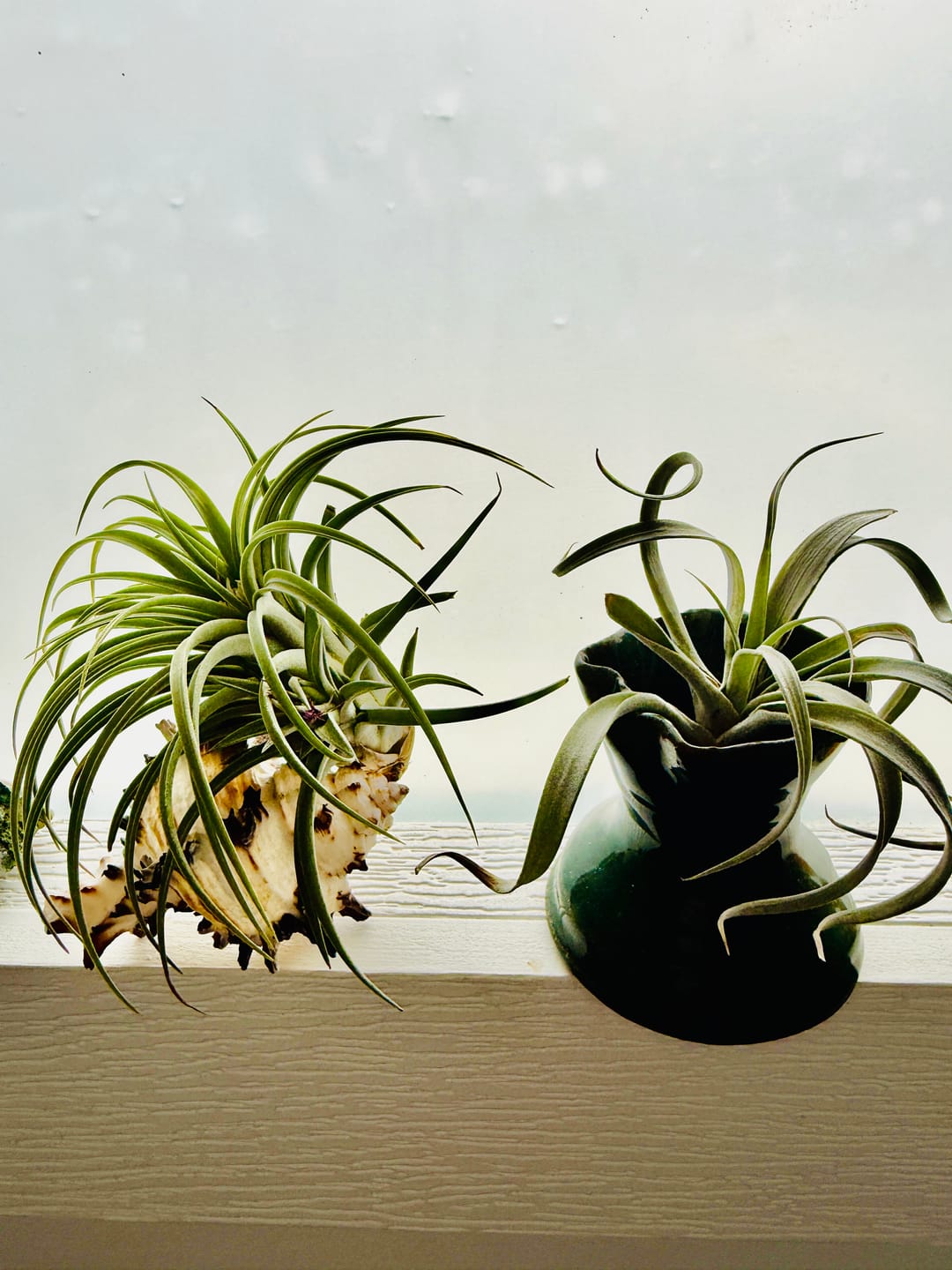 Customer photo review of Wholesale Ionantha Guatemala Medium  (Minimum Order 10)