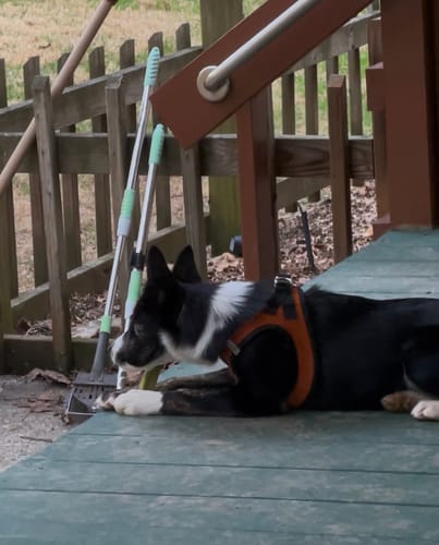 Customer's Border collie puppy in an orange harness chewing on a Long-Lasting Yak Chew on a deck.