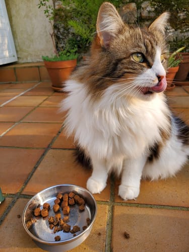 Le chat d'un client se lèche les babines à côté de sa gamelle de croquettes au poulet.