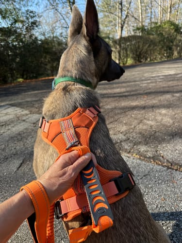 Customer photo review of Extended Heavy Duty Bungee Leash Safety Belt Buckle