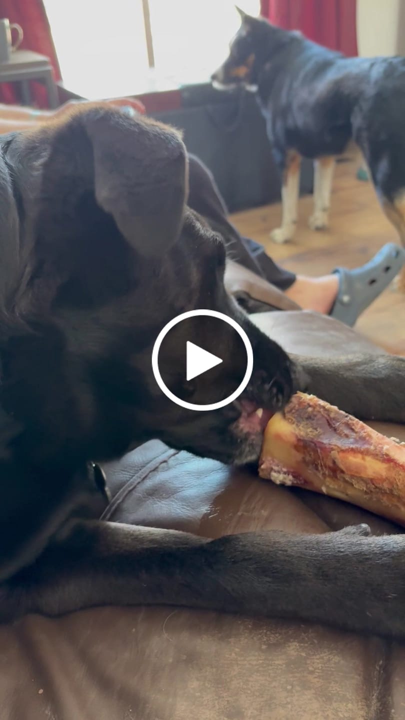 Customer video review of Beef Gullet Jerky Sticks 6"