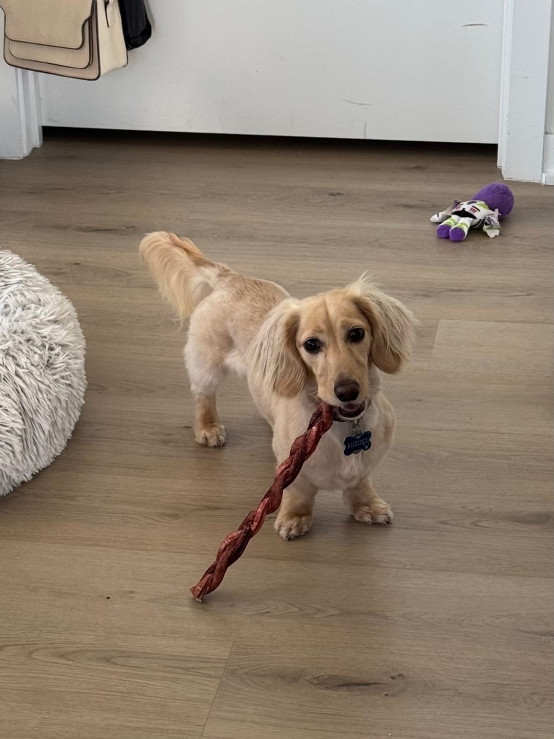 Customer photo review of 12 Inch Standard Braided Bully Stick