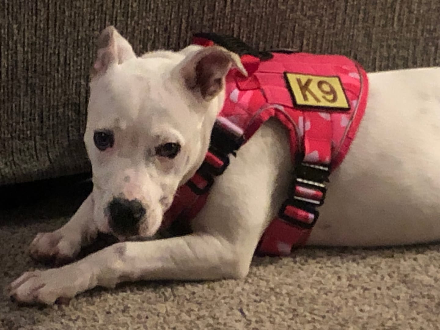 Customer photo review of Metal-Buckle Tactical K9 Dog Collar With Hook & Loop Panel & Top Handle