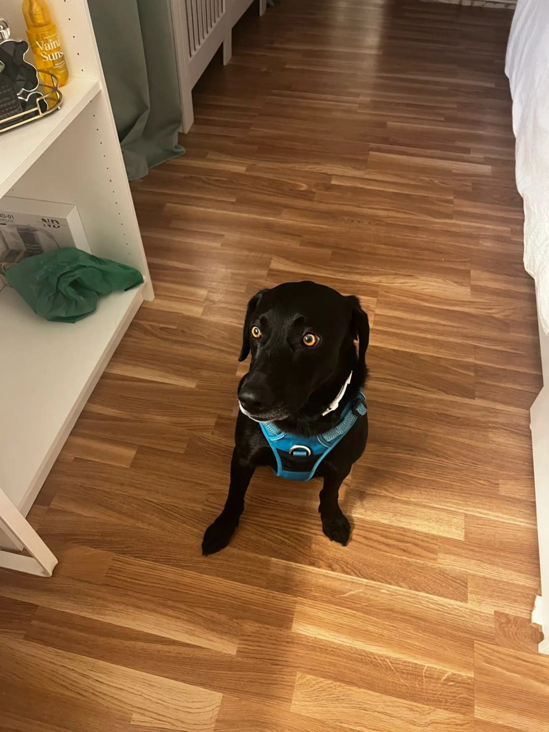 Customer photo review of TruePet Anti-Zug Hundegeschirr | Reflektierend für Nachtsicherheit | Gepolstertes Mesh mit Frontring