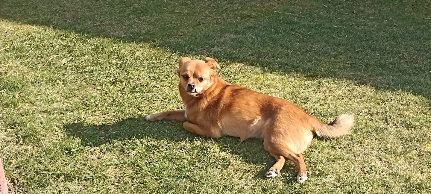 Customer photo review of Hundekekse - Kürbis-Huhn - 0.5 mg CBD