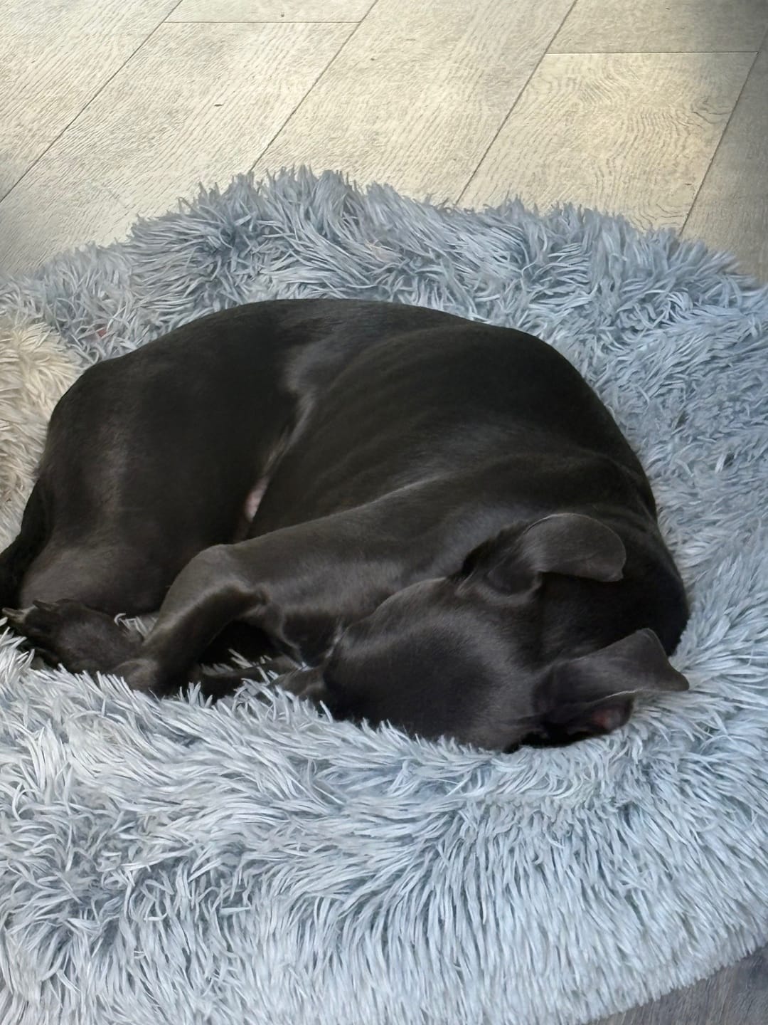 Customer photo review of Snuggle Cave